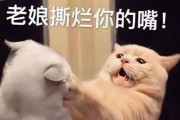 《暴走小猫技能搭配攻略》（探索小猫技能的无穷可能性）