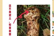 原神攻略（寻找快速获取松茸的秘诀与技巧）