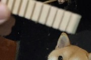 《狗头二哈出装攻略大全》（玩转二哈必备，一步步打造超强装备！）